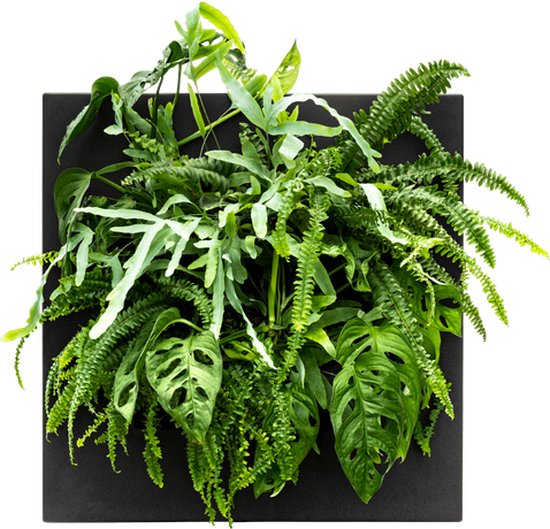 Zwart vierkant frame gevuld met diverse groene planten, waaronder varens.