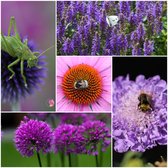 24x vaste planten / borderpakket - borderplanten / 4 vierkante meter / bijenlokkers / ook goed voor vlinders / roze, blauw, paars / 8 cm pluggen