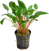 Cryptocoryne Mix