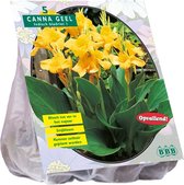 Baltus Canna groenblad Geel Indisch bladriet bloembollen per 3 stuks