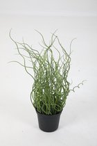 Juncus effusus plant/kruid - Pitrus - zijdenplant - topkwaliteit kunstplant - 40 cm hoog