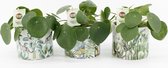 Kamerplanten van Botanicly – 2 × Pannenkoekenplant – Hoogte: 20 cm – Pilea peperomioides