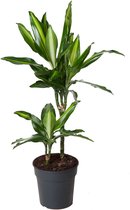 Kamerplant van Botanicly – Drakenboom – Hoogte: 60 cm – Dracaena fragr. Cintho