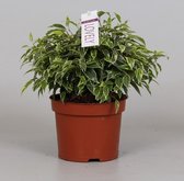 Kamerplant van Botanicly – Treurvijg – Hoogte: 17 cm – Ficus benjamina