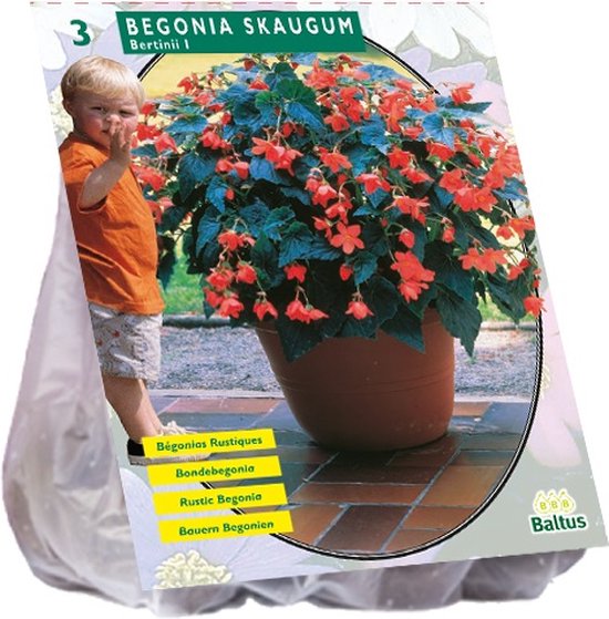 Plantenwinkel Begonia Bertinii Skaugum bloembollen per 2 stuks