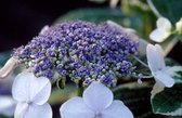 2x Hydrangea macrophylla ‘Endless Summer Light-O-Day®’ – Schermhortensia