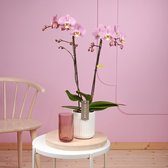 Optistar Padova orchidee roze  in Molise witte pot | Ø 12 cm | ↕ 55-65 cm
