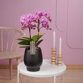 Optimost Vienna orchidee paars in Abruzzo zwarte pot | Ø 12 cm | ↕ 38-48 cm