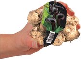 Baltus Calla Zantedeschia Black bloembol met etiket per 1 stuks