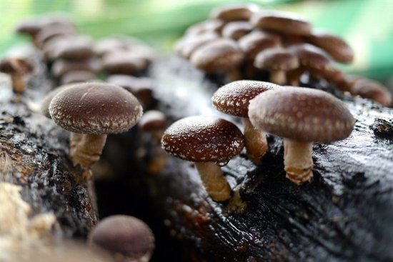 Chevilles Shiitake 50 pi ces bol