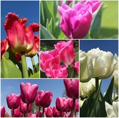Super deal: 100 bloembollen van de mooiste tulpen (tulipa), combiatie wit / paars / oranje 2-kleurig