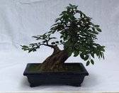 Een sierlijke kunst bonsai boompje 26 cm in langwerpige  plantenbak  10 cm/  Kunstplant / woon decorative  accessoires/ Groen