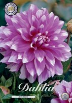 3 x Dahlia | Jean Marie