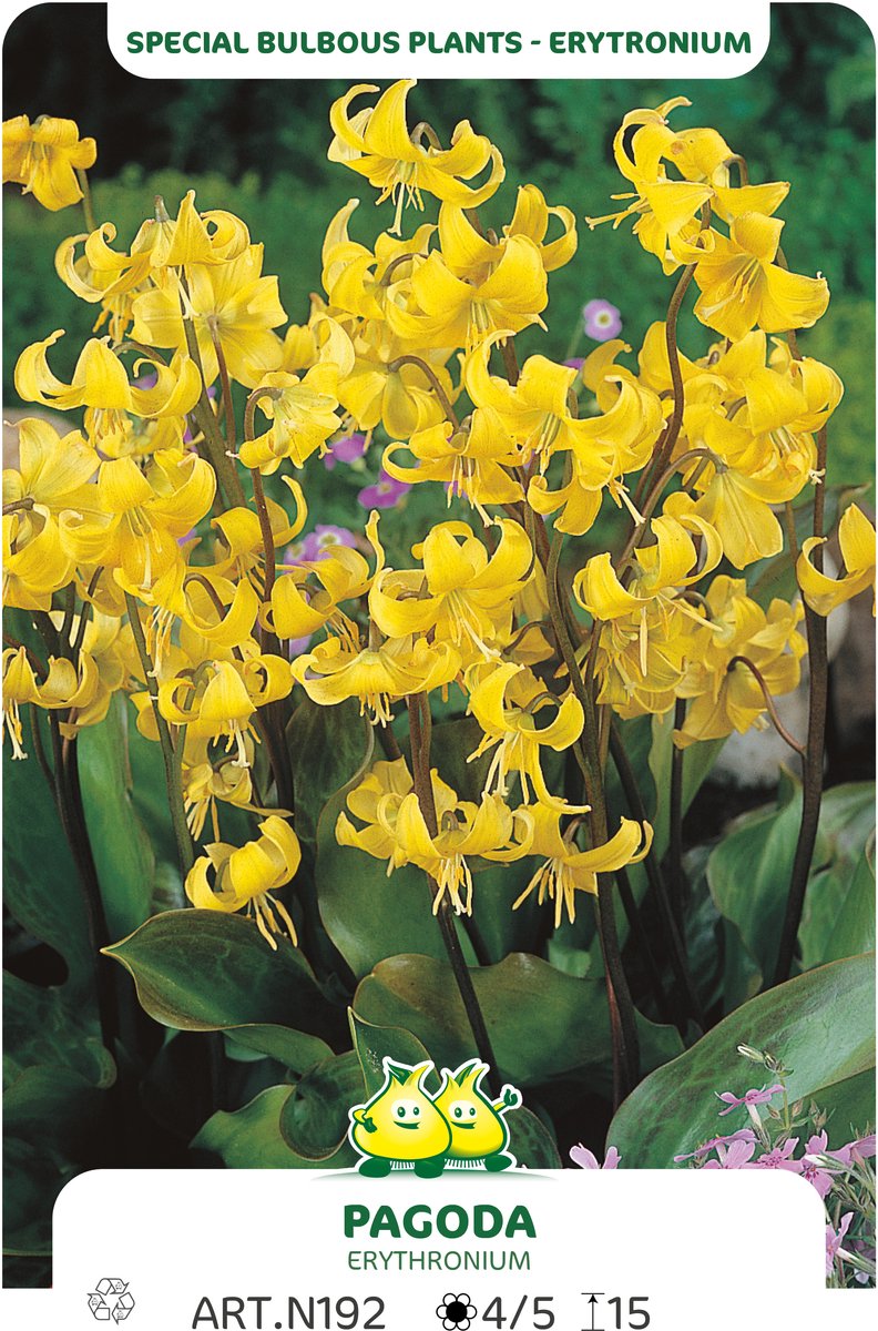 5 Bollen Erytronium Pagoda maat I