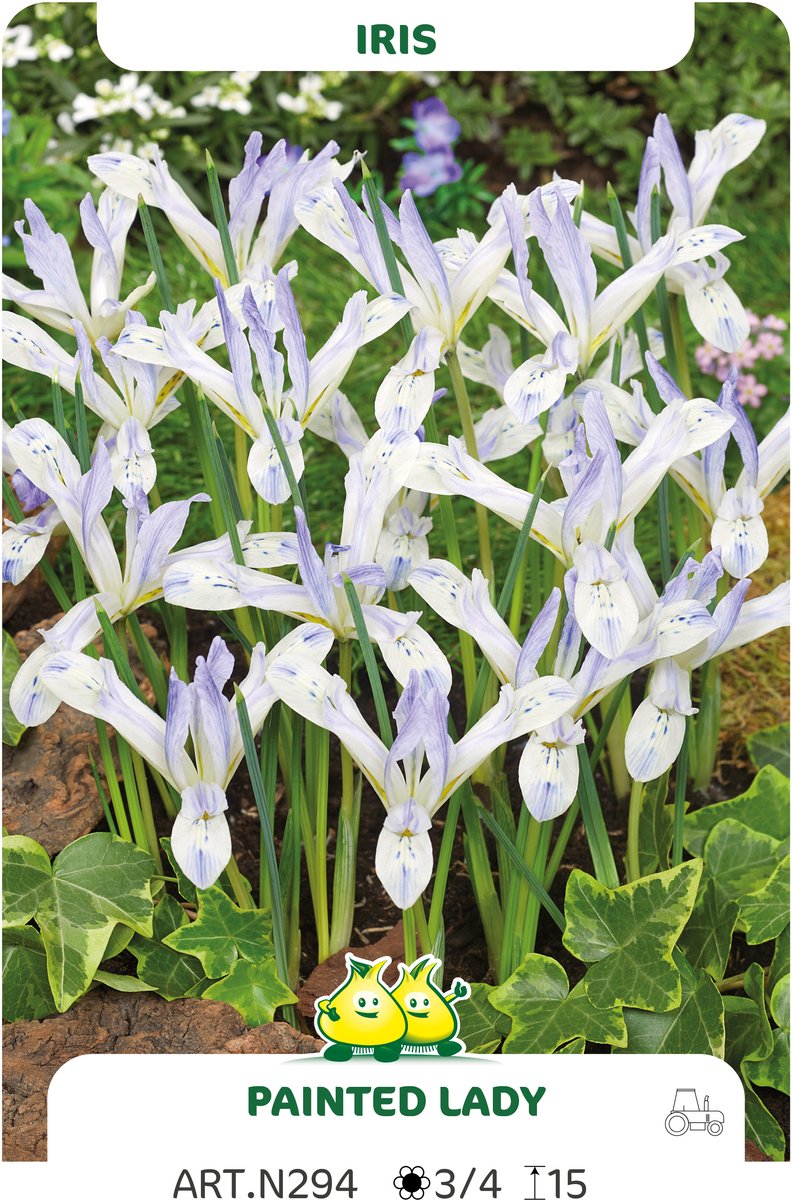 25 Bollen Iris Painted lady maat 6/+