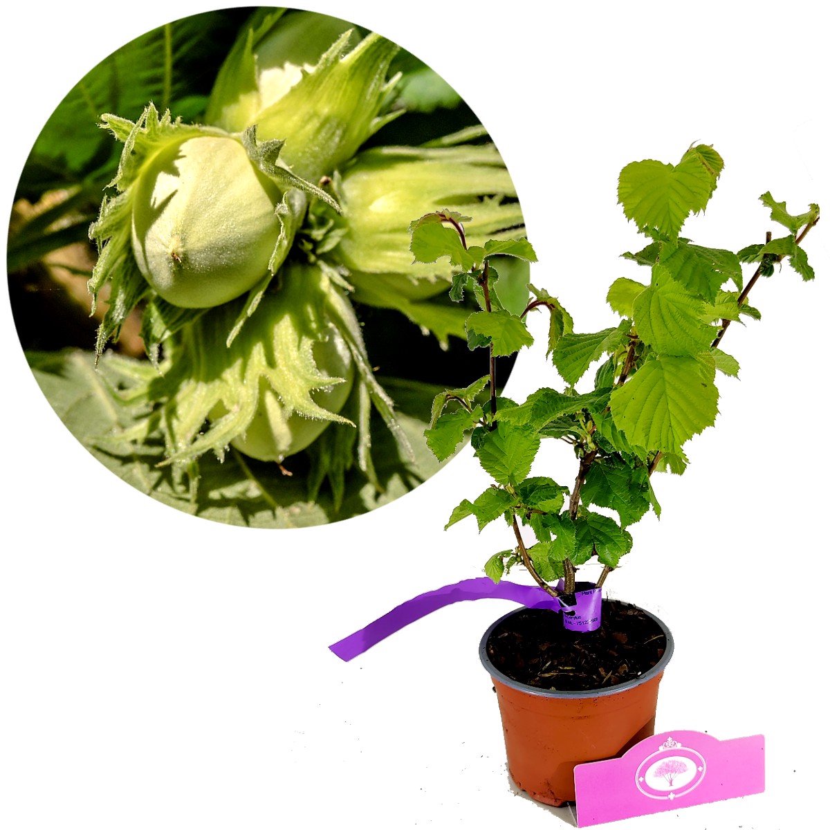 Corylus ‘Tonda di Giffoni’ - Italiaanse hazelnoot - Hoogte 30cm - 11cm pot