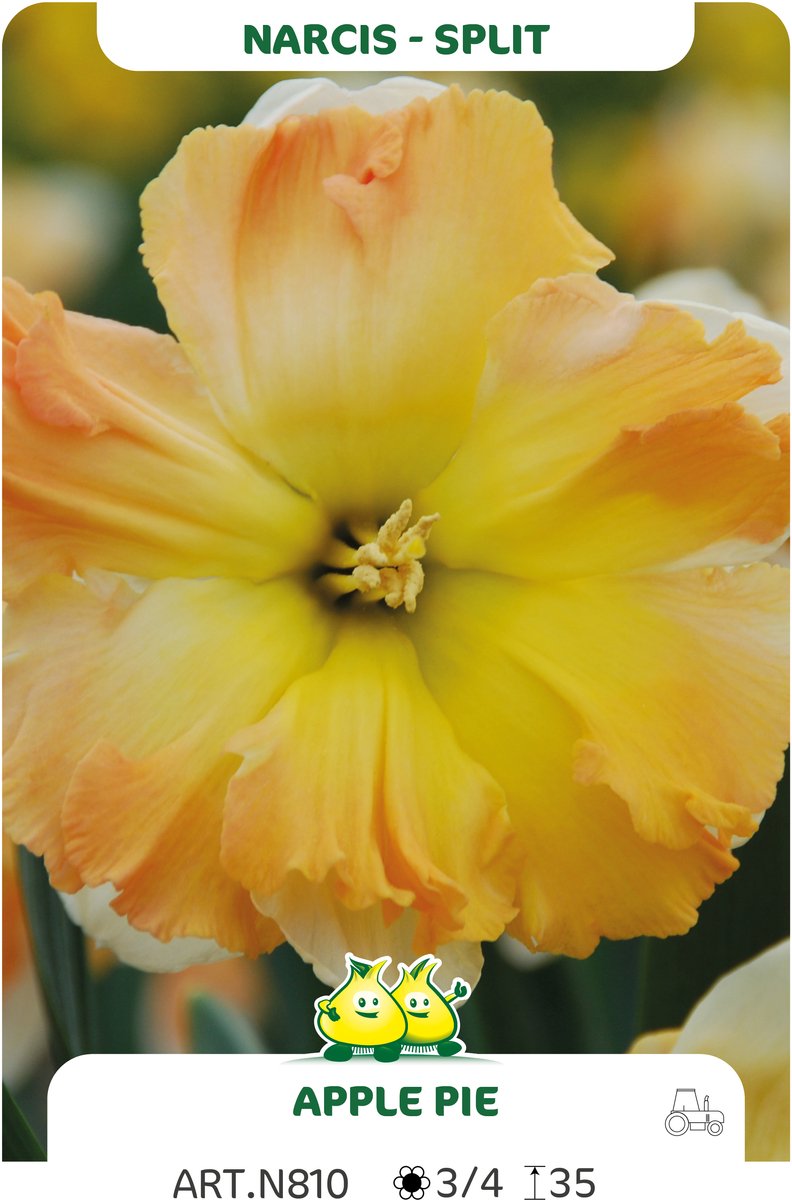 10 Bollen Split Narcis Apple Pie maat 12/14