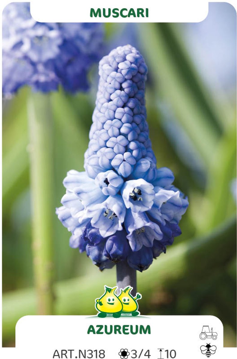 50 Bollen muscari Azureum maat 8/+