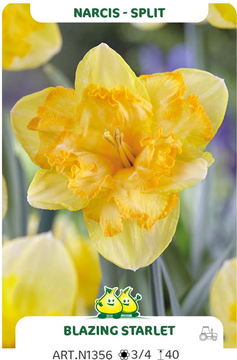 20 Bollen Narcis Split Blazing Starlet maat 12/+
