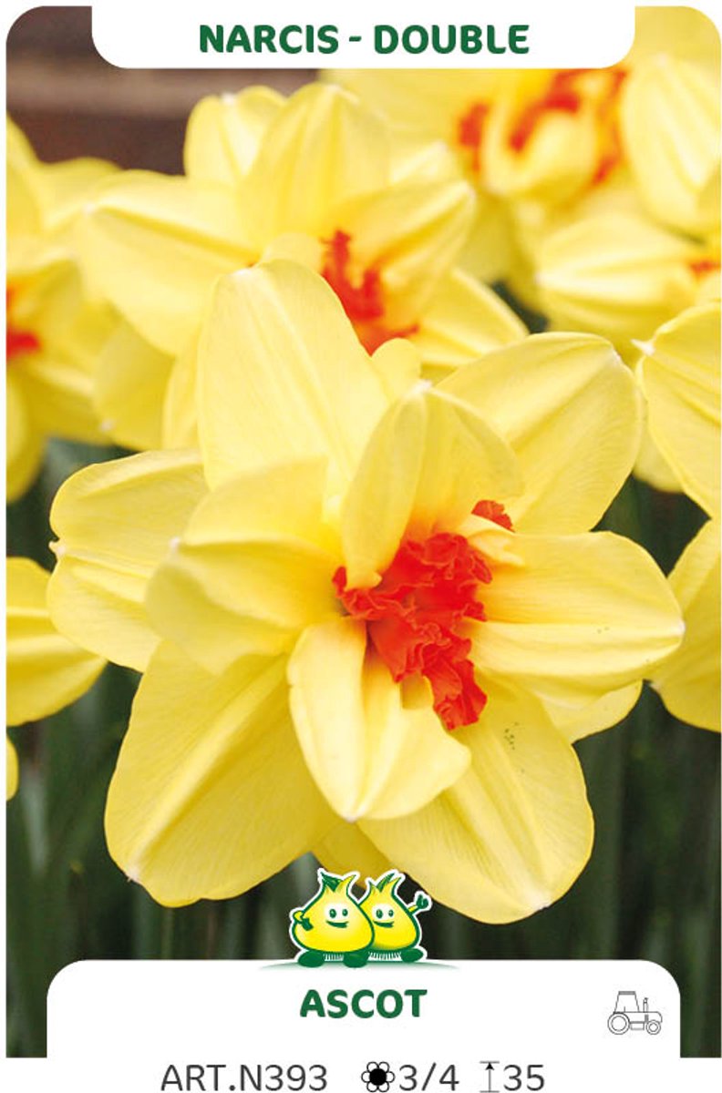 10 bollen Dubbele Narcis Ascot maat 14/16