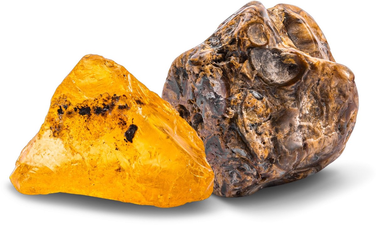 KOSMOS Dig Out Fossils - Opgravingsset - Graaf Echte Fossielen Op - Inclusief Barnsteen, Steenkoraal en Fossiele Schelpen - Archeologie voor Kinderen - STEM Speelgoed - Vanaf 7 Jaar — afbeelding 7