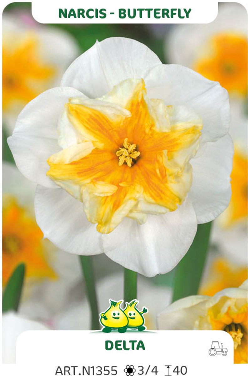 15 Bollen Vlinder Narcis Delta maat 14/16