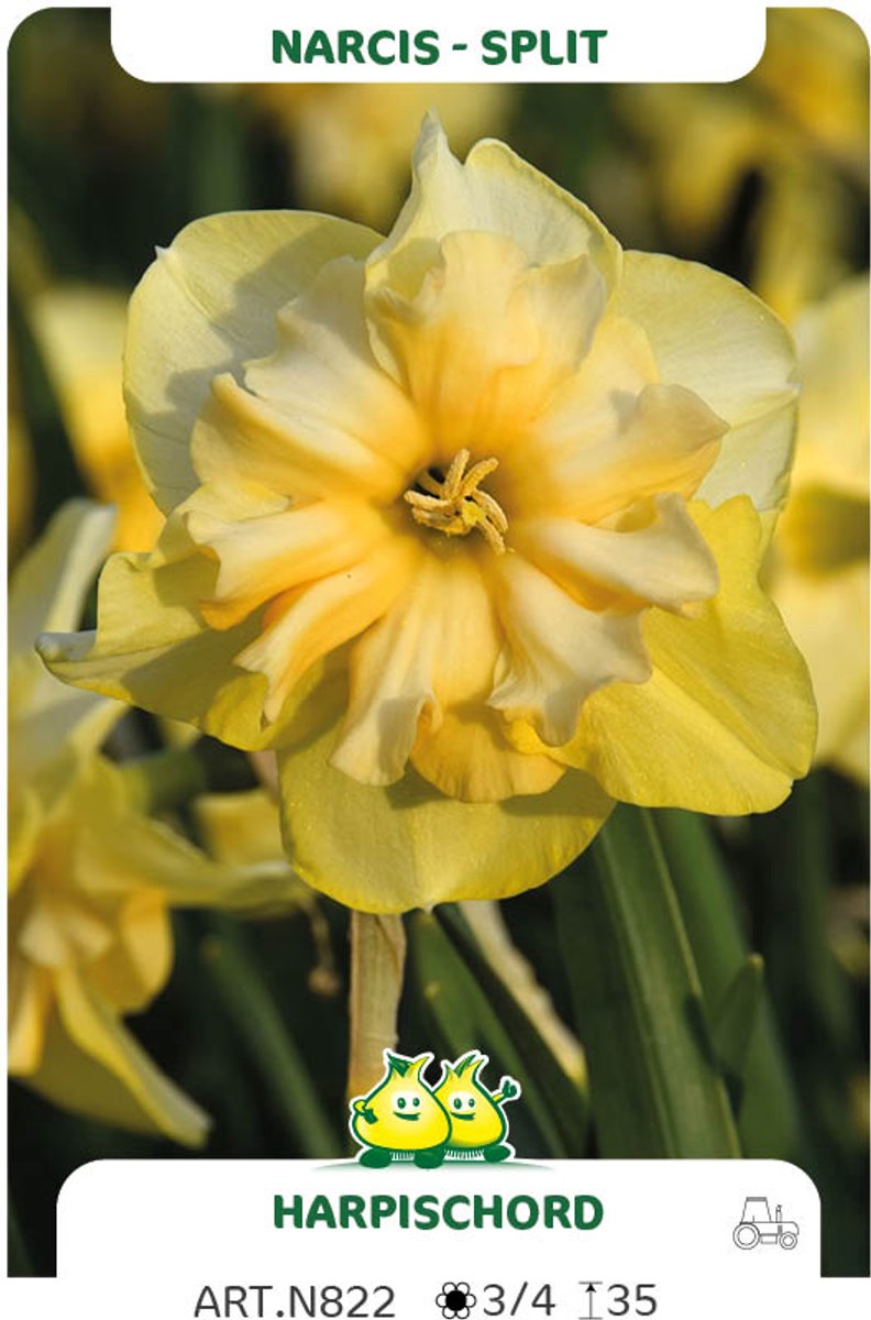10 Bollen Narcis Split Harpischord maat 12/14