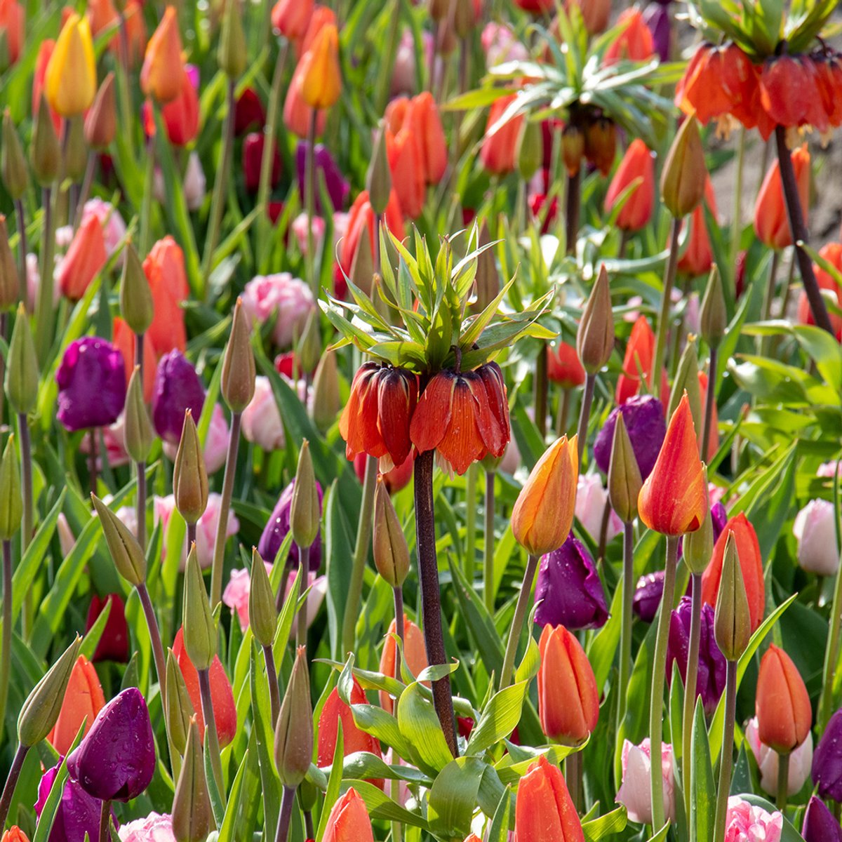 From Dusk till Dawn Mix | 600 stuks | Meerkleurig | Oranje | Rood | Paars