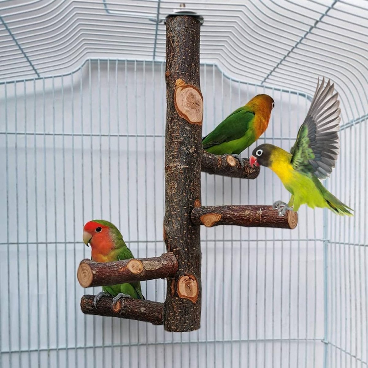 Bird Stand, Natural Wood Perch, Parrot Perch for Parrots, Small Parakeets, Cockatiels, Macaws, Lovebirds, Finches - ShopVlot