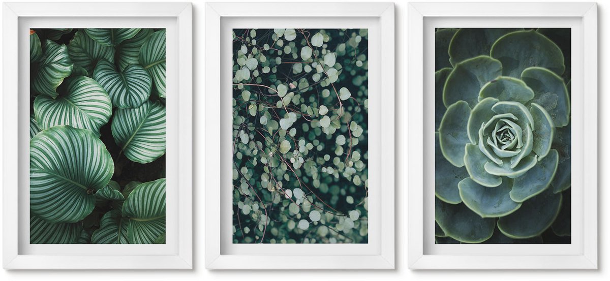 Wallfluent 3-Delige Schilderij Set - Groene Bladplanten En Stijlvolle Vetplanten - 20 x 30 - Decoratieve Schilderijen - Woonkamer - Interieur - Stijlvolle Muurdecoratie