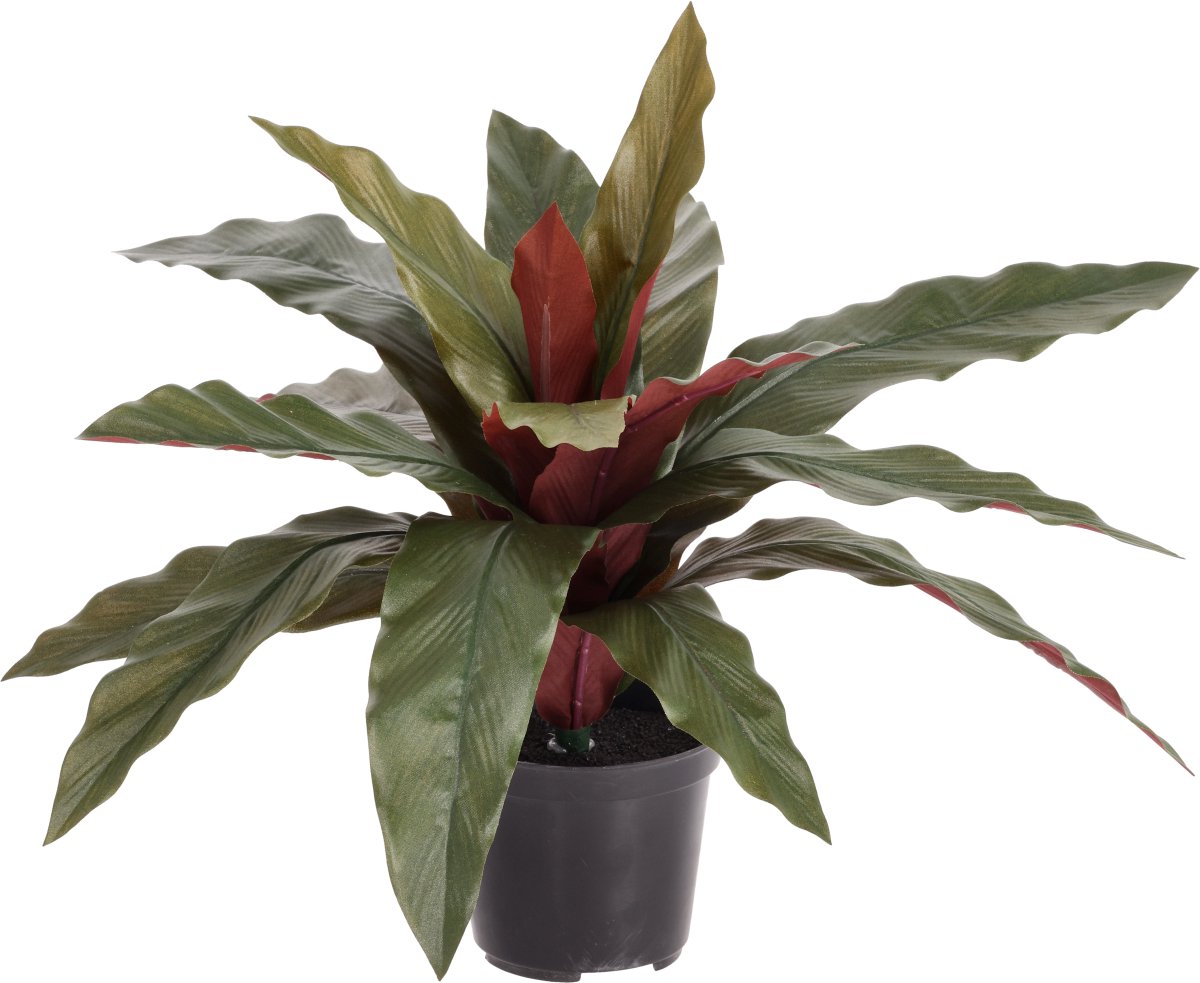 Calathea 30cm Kunstplant groen/rood in kweekpot 10cm