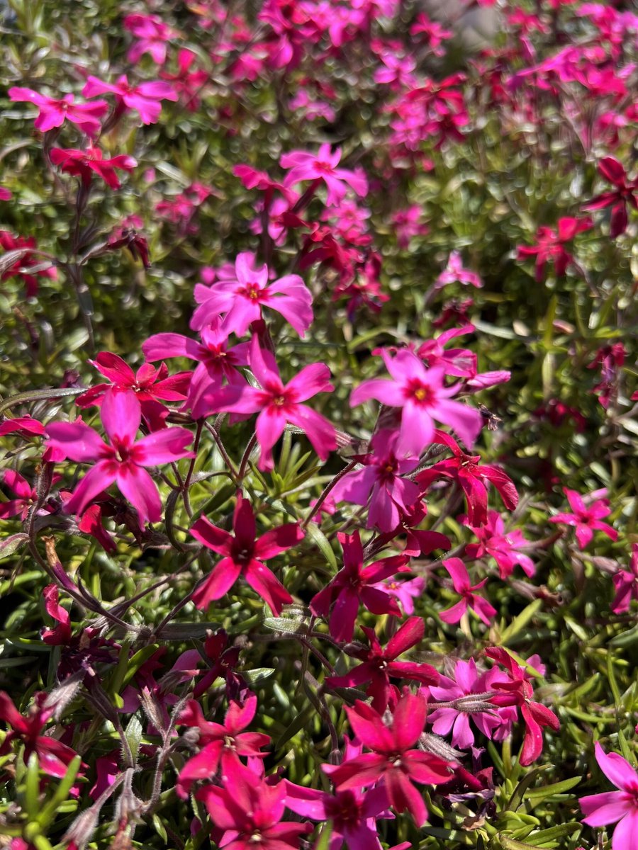 6x Phlox subulata 'Scarlet Flame' - Vlambloem - P9 Pot (9 x 9cm) - Dima Vaste Planten