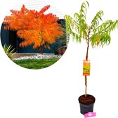 Een jonge Rhus typhina 'Tiger Eyes' boom naast een volle boom met feloranje herfstbladeren.