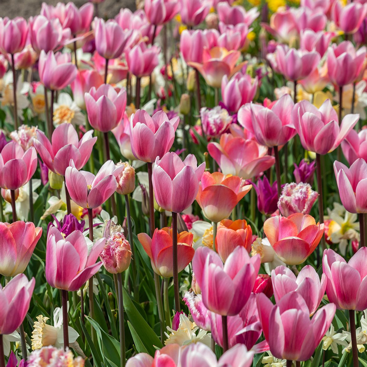 Tulpen & Narcissenmix Sakura | 150 stuks | Crème | Meerkleurig | Lila | Roze |