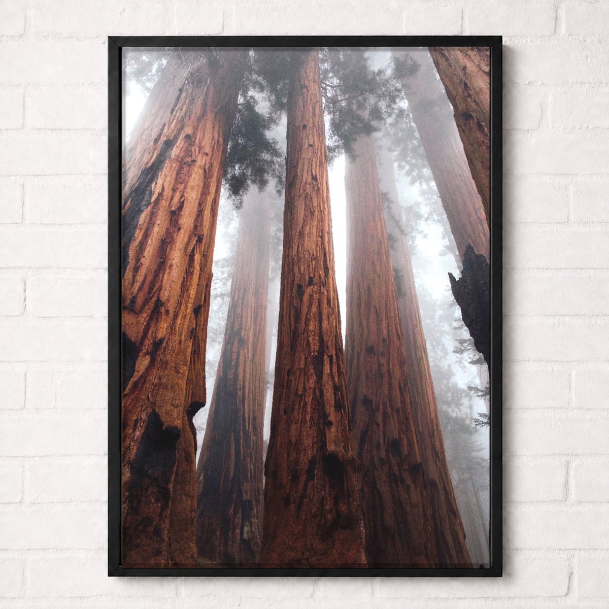 Reuzenbomen in de Mist Poster - Forest Nature Collection - Natuur Posters - A1+ 61 x 91,5 cm
