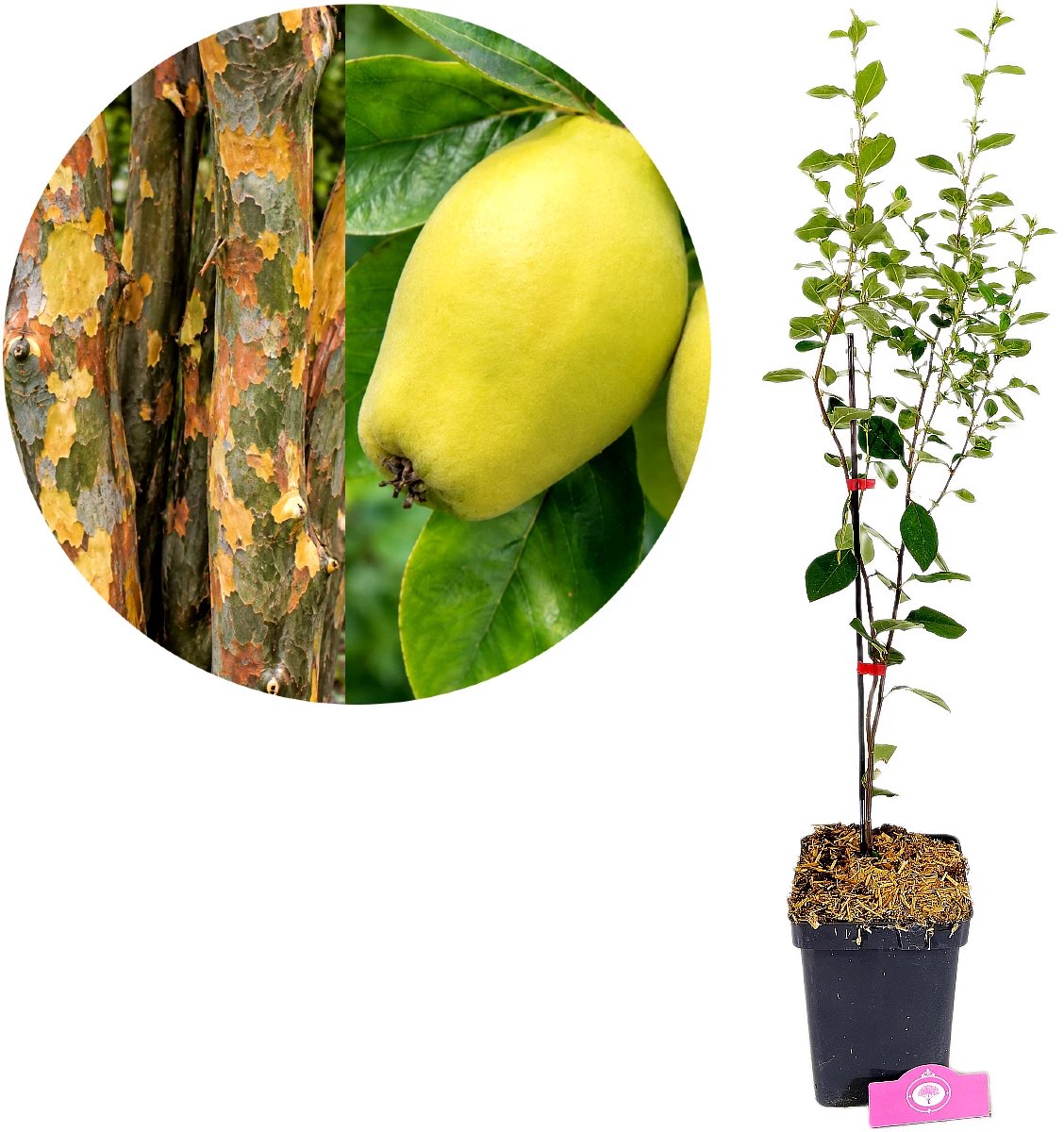 Pseudocydonia sinensis, Chinese kweepeer, Hoogte 80cm, 5 liter pot