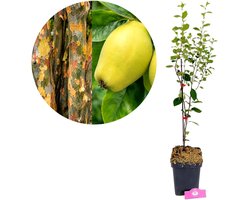 Pseudocydonia sinensis, Chinese kweepeer, Hoogte 80cm, 5 liter pot