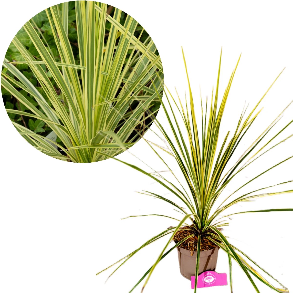 Cordyline australis 'Lime Passion'®, Koolpalm, Hoogte 60cm, 2 liter pot