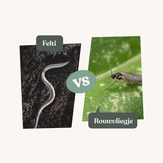 Een rouwvliegje en een aaltje tegenover elkaar.