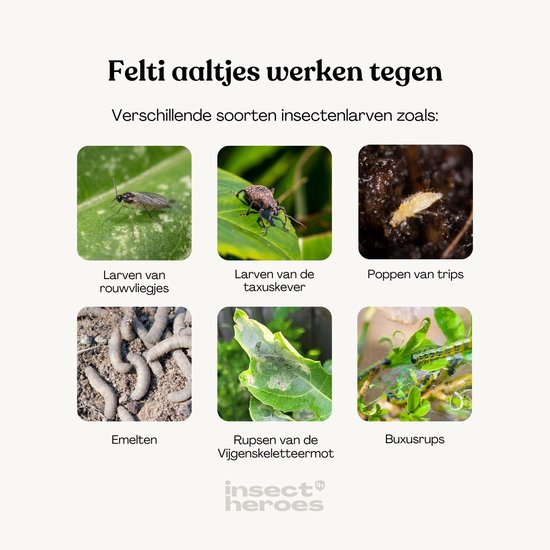 Collage met zes insecten: larve van rouwvlieg, taxuskever, poppen van trips, emelten, rupsen van vijgenskeletmot en buxusrupsen. Titel: 'Felti aaltjes werken tegen'.