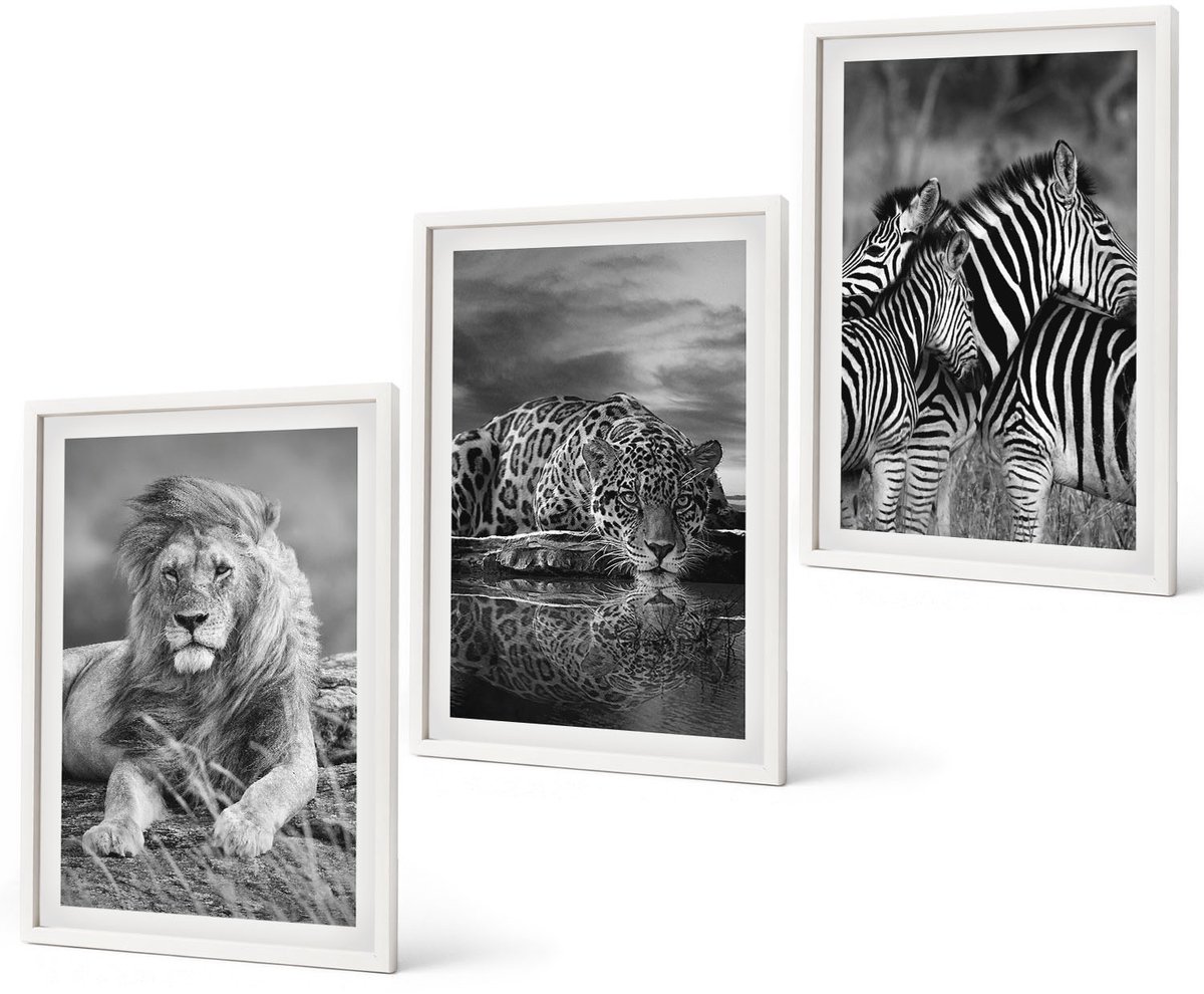 Coloray 3-Delige Schilderij Set - Wilde Dieren Van De Savanne: Leeuw, Jaguar En Zebra. - 40 x 60 - Muurdecoratie - Decoratieve Schilderijen - Wohnzimmer - Moderne Wanddecoratie