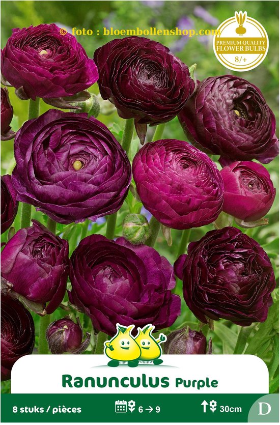 Ranunculus Purple bloemen met volle, paarse bloemblaadjes. 8 stuks.