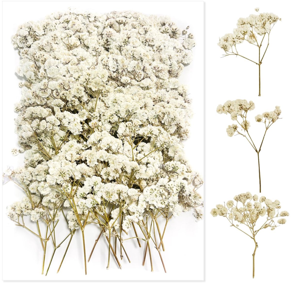 Solidchoice - 100 Stuks Geconserveerde Panikulata Gedroogde Bloemen voor Knutselen