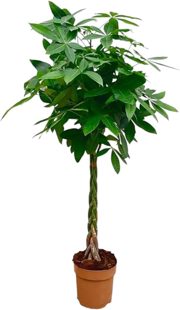 - Pachira Aquatica - Geldboom - Kamerplant - Hoogte 130-150 cm - Potmaat Ø24cm