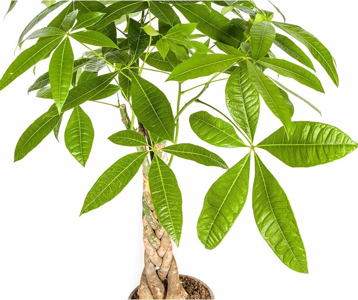 Aquatica - Geldboom - met mand - 90-110cm - Ø21cm - Kamerplant - Groenblijvend