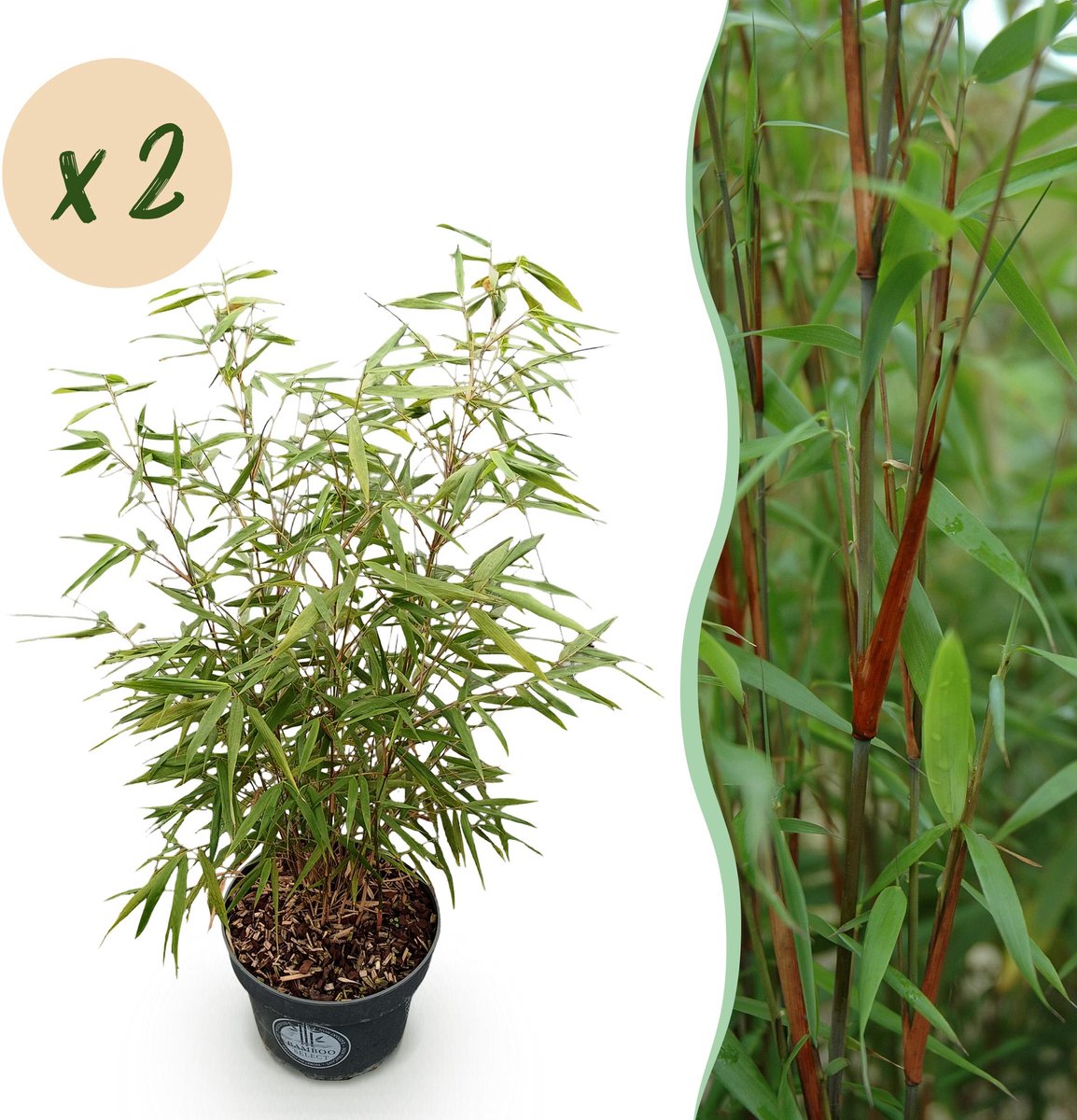 Plantenboetiek.nl | Fargesia scabrida Asian Wonder - Niet Woekerende Bamboe - Bladhoudend - Groen - 2 Planten - Ø23cm - 70-80cm hoog - Tuinplant