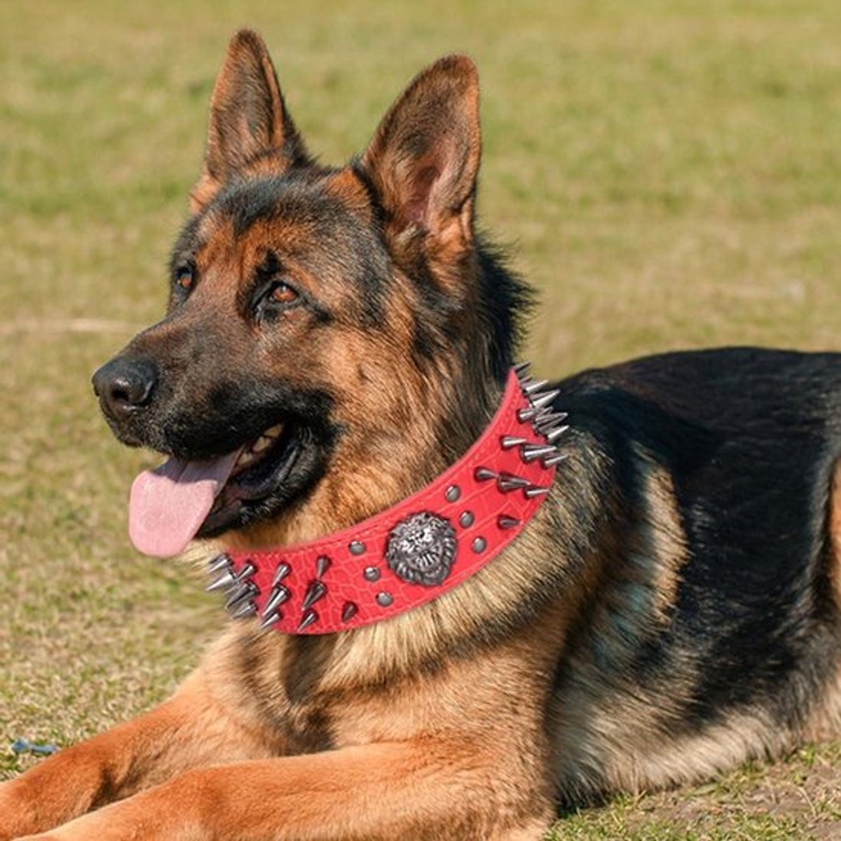 Klinknagel hondenhalsband voor middelgrote en grote honden - Anti-bijt - Sterke puntenslijper nagels