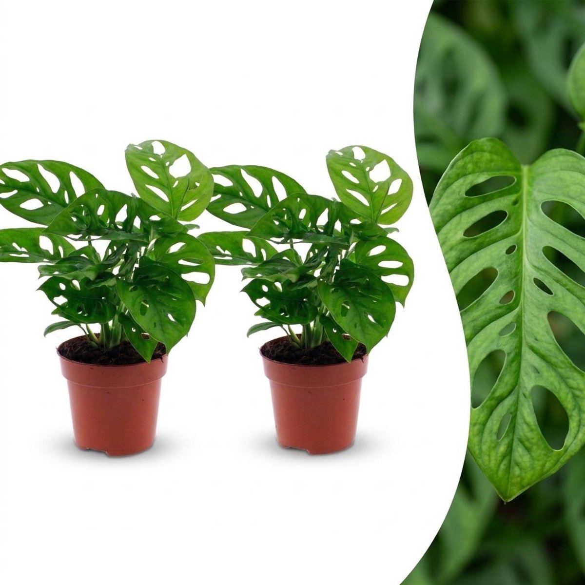 Plantenboetiek.nl | Monstera Adansonii - Rhaphidophora Tetrasperma - 2 Planten - Ø12cm - 25cm hoog