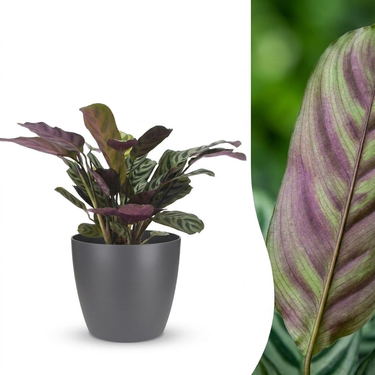 Plantenboetiek.nl | Ctenanthe Burle Marxii - Visgraatplant - met Potter Grijs - Ø12cm - 30cm hoog