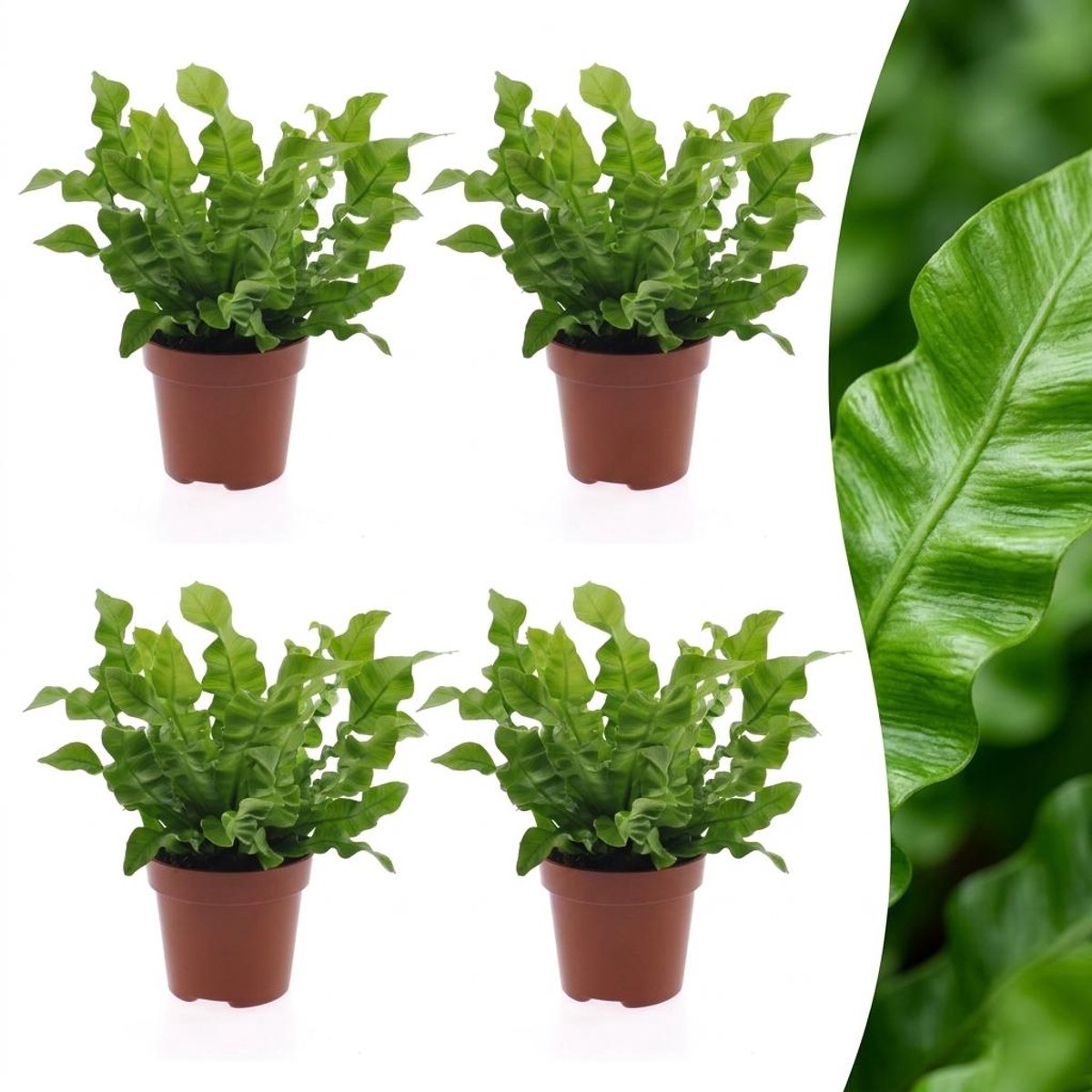 Plantenboetiek.nl | Asplenium Crispy Wave - Asplenium Crispy Wave - 4 Planten - Ø12cm - 30cm hoog